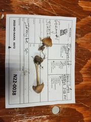 Pseudosperma curreyi