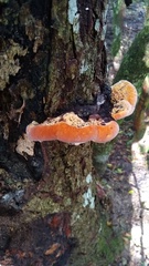 Inonotus quercustris