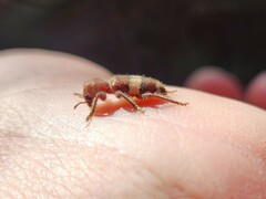 Enoclerus quadrisignatus