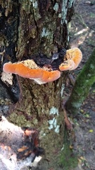 Inonotus quercustris