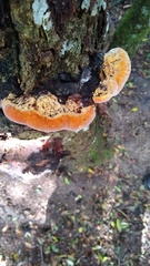 Inonotus quercustris