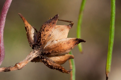 Ipomoea tenuiloba