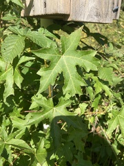 Liquidambar