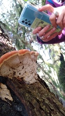 Inonotus quercustris