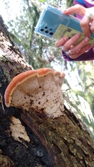 Inonotus quercustris