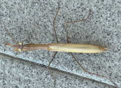 Mantis religiosa