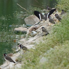 Vanellus indicus