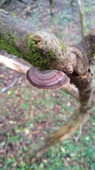Ganoderma australe