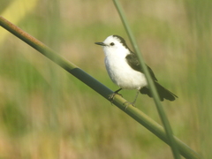 Fluvicola albiventer