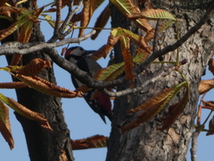 Dendrocopos major
