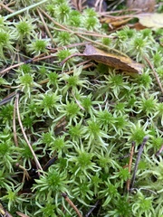 Sphagnum girgensohnii