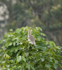 Ardeola grayii