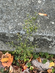 Erigeron canadensis
