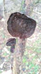 Ganoderma australe