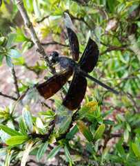 Erythrodiplax funerea