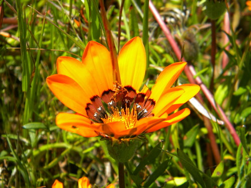 Image of Gazania pectinata by no rights reserved
