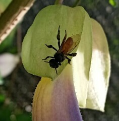 Trigona fulviventris