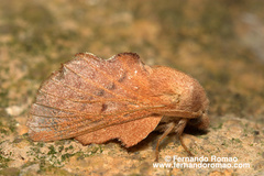 Phyllodesma kermesifolia
