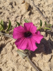 Petunia integrifolia