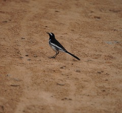 Motacilla maderaspatensis