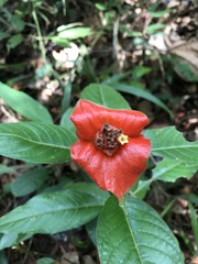 Palicourea tomentosa