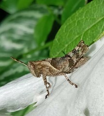 Abracris flavolineata