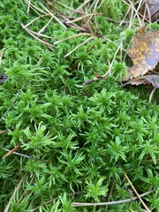 Sphagnum girgensohnii
