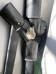 Hyla versicolor