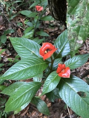 Palicourea tomentosa