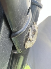 Hyla versicolor