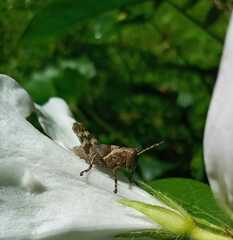 Abracris flavolineata