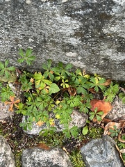 Potentilla argentea
