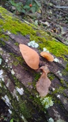 Auricularia fuscosuccinea