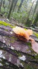 Auricularia fuscosuccinea