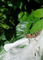 Abracris flavolineata