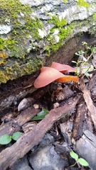 Auricularia fuscosuccinea
