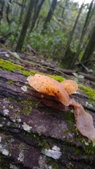 Auricularia fuscosuccinea