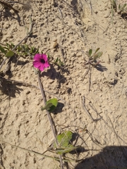 Petunia integrifolia