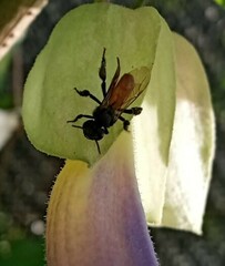 Trigona fulviventris