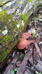 Auricularia fuscosuccinea