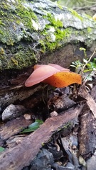Auricularia fuscosuccinea