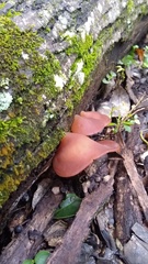 Auricularia fuscosuccinea