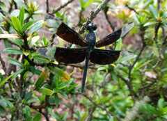 Erythrodiplax funerea