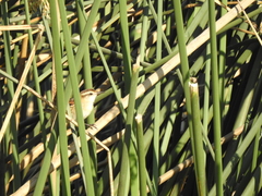 Phleocryptes melanops