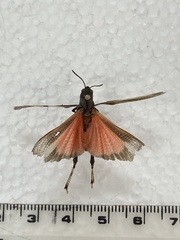 Arphia conspersa