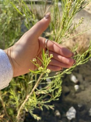 Baccharis neglecta