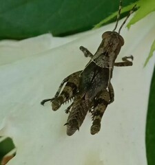 Abracris flavolineata