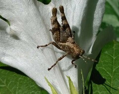 Abracris flavolineata