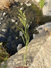 Baccharis neglecta
