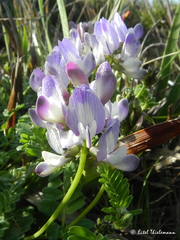 Astragalus amatus